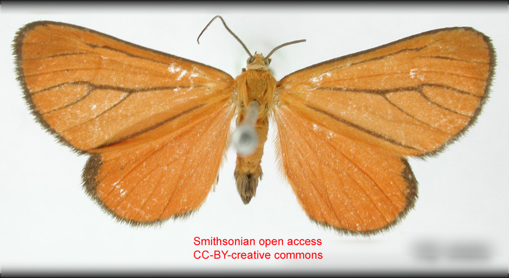 Eudule allegra