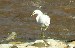 Egretta thula