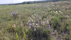 Salvia whitehousei