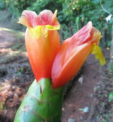 Costus pictus