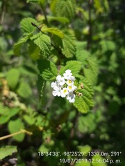 Lantana achyranthifolia