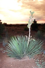 Yucca intermedia
