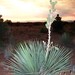 Yucca baileyi intermedia - Photo (c) Eric Keith,  זכויות יוצרים חלקיות (CC BY-NC), הועלה על ידי Eric Keith