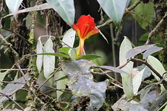 Columnea nicaraguensis image