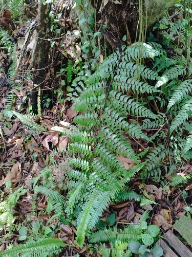 Asplenium nitidum observed 2024-12-03