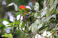 Columnea nicaraguensis