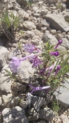 Salvia whitehousei