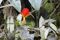 Columnea nicaraguensis