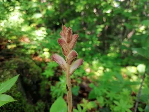 záraza obyčajná (Orobanche caryophyllacea)
