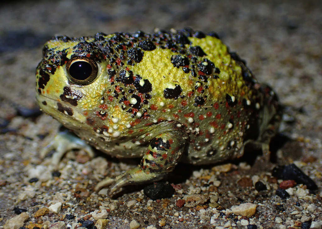 Crucifix Toad