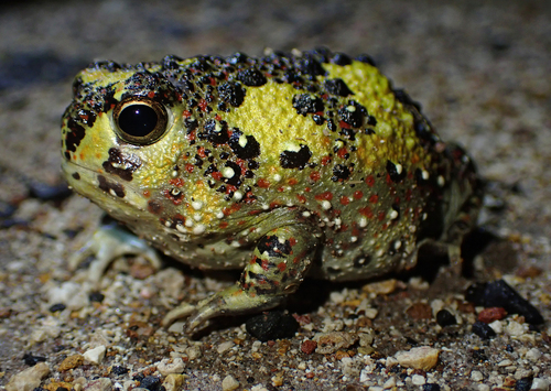 Notaden bennettii Günther, 1873