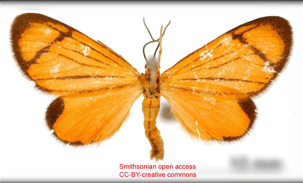 Eudule venata