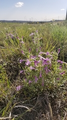 Salvia whitehousei