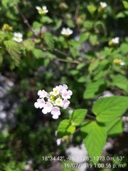 Lantana achyranthifolia