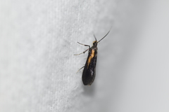 Mathildana newmanella