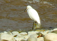 Egretta thula