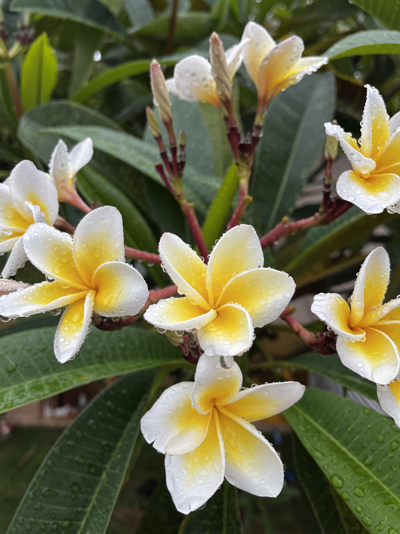 Plumeria rubra