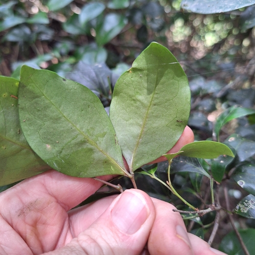 Image of Rhysotoechia bifoliolata by (c) Greg Tasney, some rights reserved (CC BY-SA)