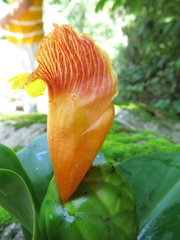 Costus pictus