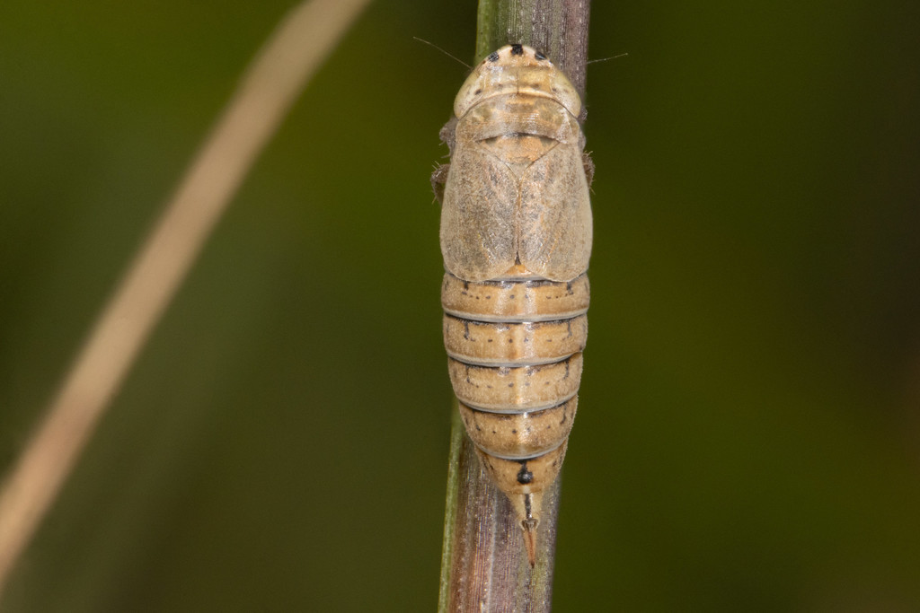 Doratura stylata