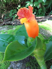 Costus pictus