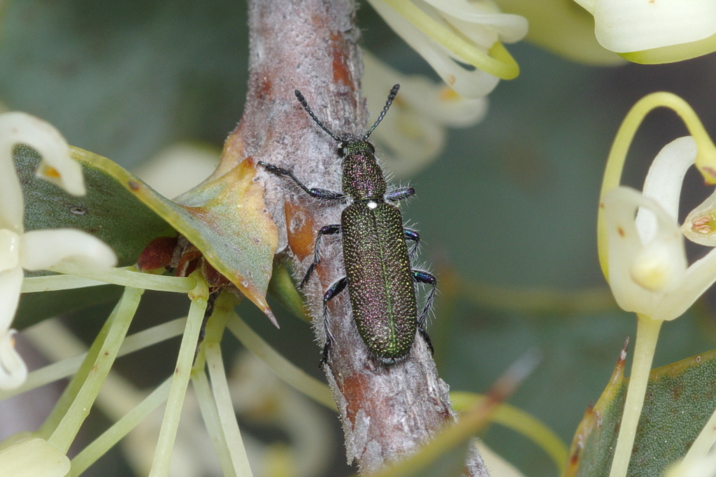Eleale cribrata
