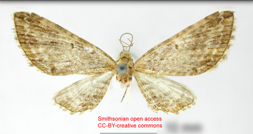 Eupithecia broteas