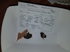 Thelephora regularis