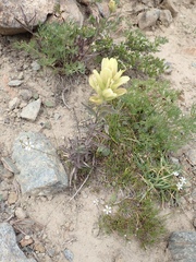 Castilleja elmeri