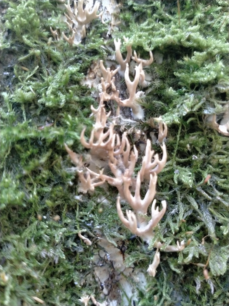 Phaeoclavulina corrugata