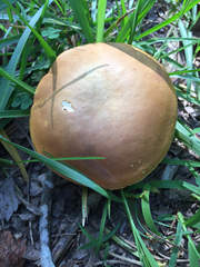 Tylopilus ferrugineus