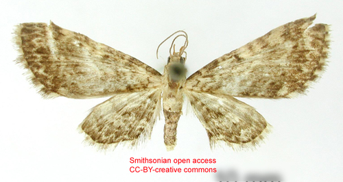 Eupithecia cachina