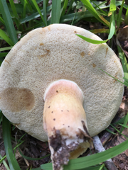 Tylopilus ferrugineus