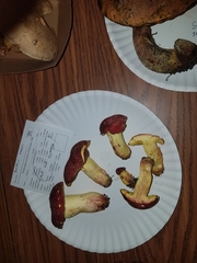 Boletus roodyi