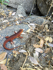 Taricha sierrae