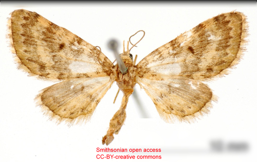 Eupithecia dissors