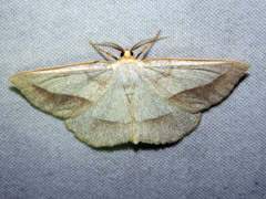 Euchlaena irraria
