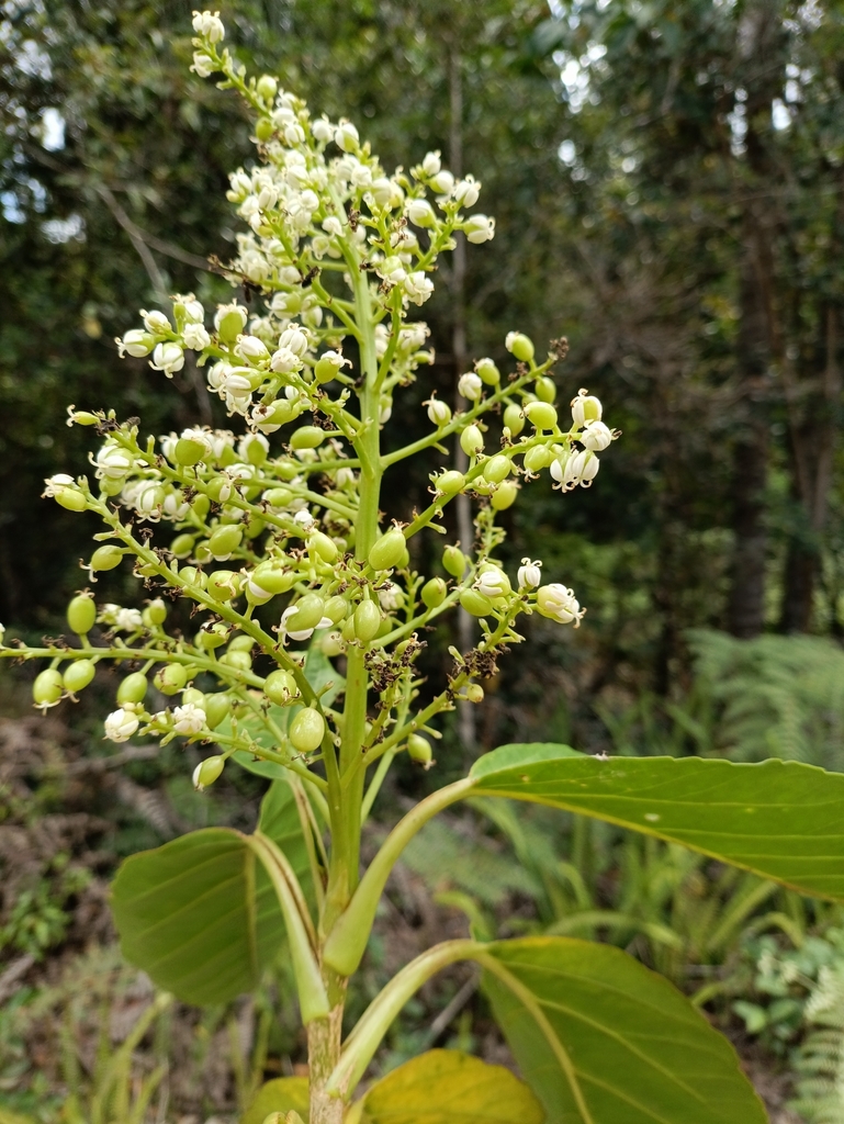 Melanophylla aucubifolia