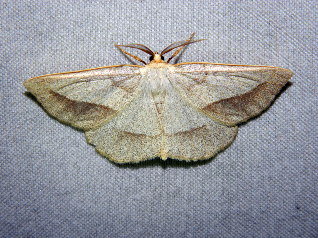 Least-marked Euchlaena Moth