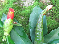Costus pictus
