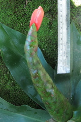 Costus pictus