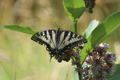 Papilio canadensis