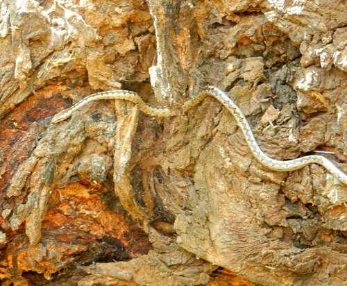 Photo of a Northern Bark Snake (Hemirhagerrhis hildebrandtii)