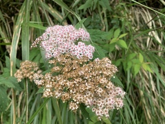 Spiraea formosana