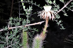 Nyctocereus serpentinus