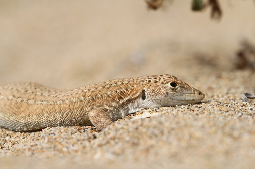 Golden Fringe-fingered Lizard, Acanthodactylus aureus
