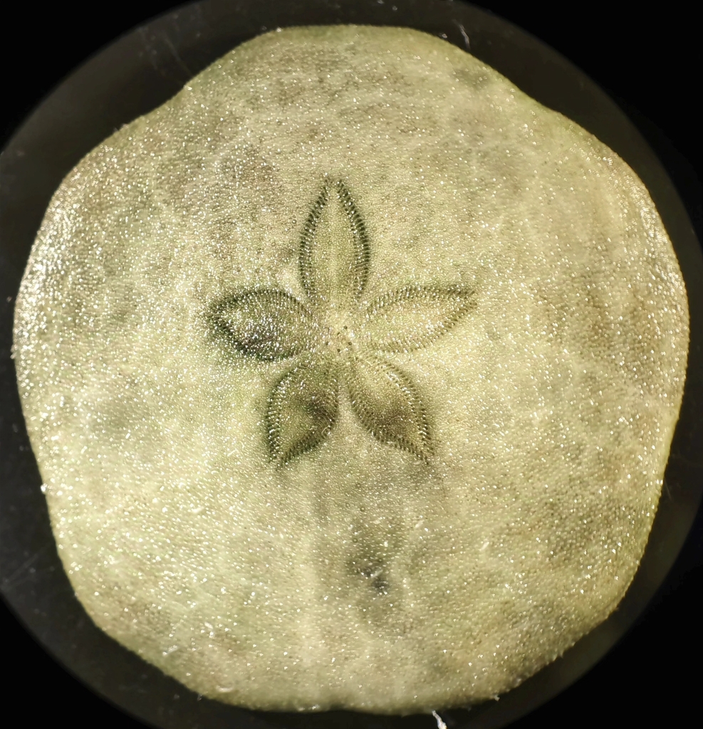 Laganum decagonale