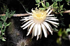 Nyctocereus serpentinus