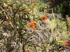 Diplacus × australis