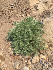 Artemisia hyperborea